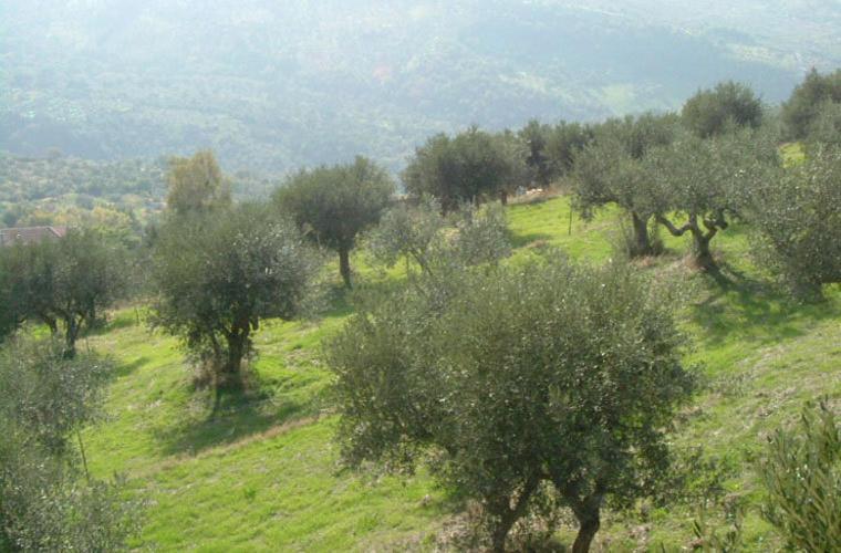 Casale Il Gheppio Laureana Cilento Exterior foto